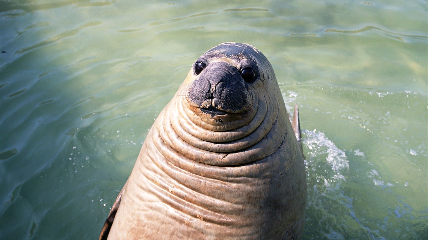 Les animaux de la Photo lion de mer Fond d'écran #13 - 1366x768