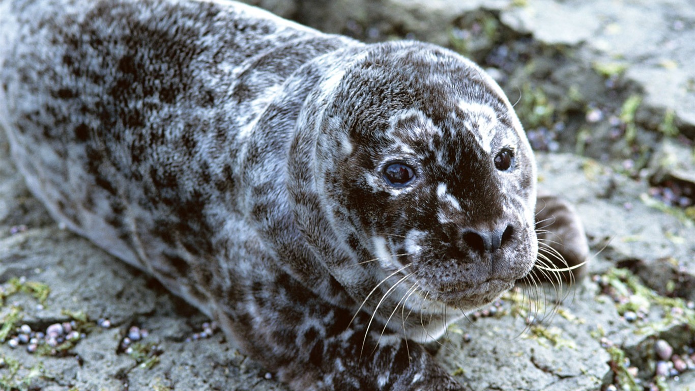 動物寫真壁紙之海獅 #18 - 1366x768