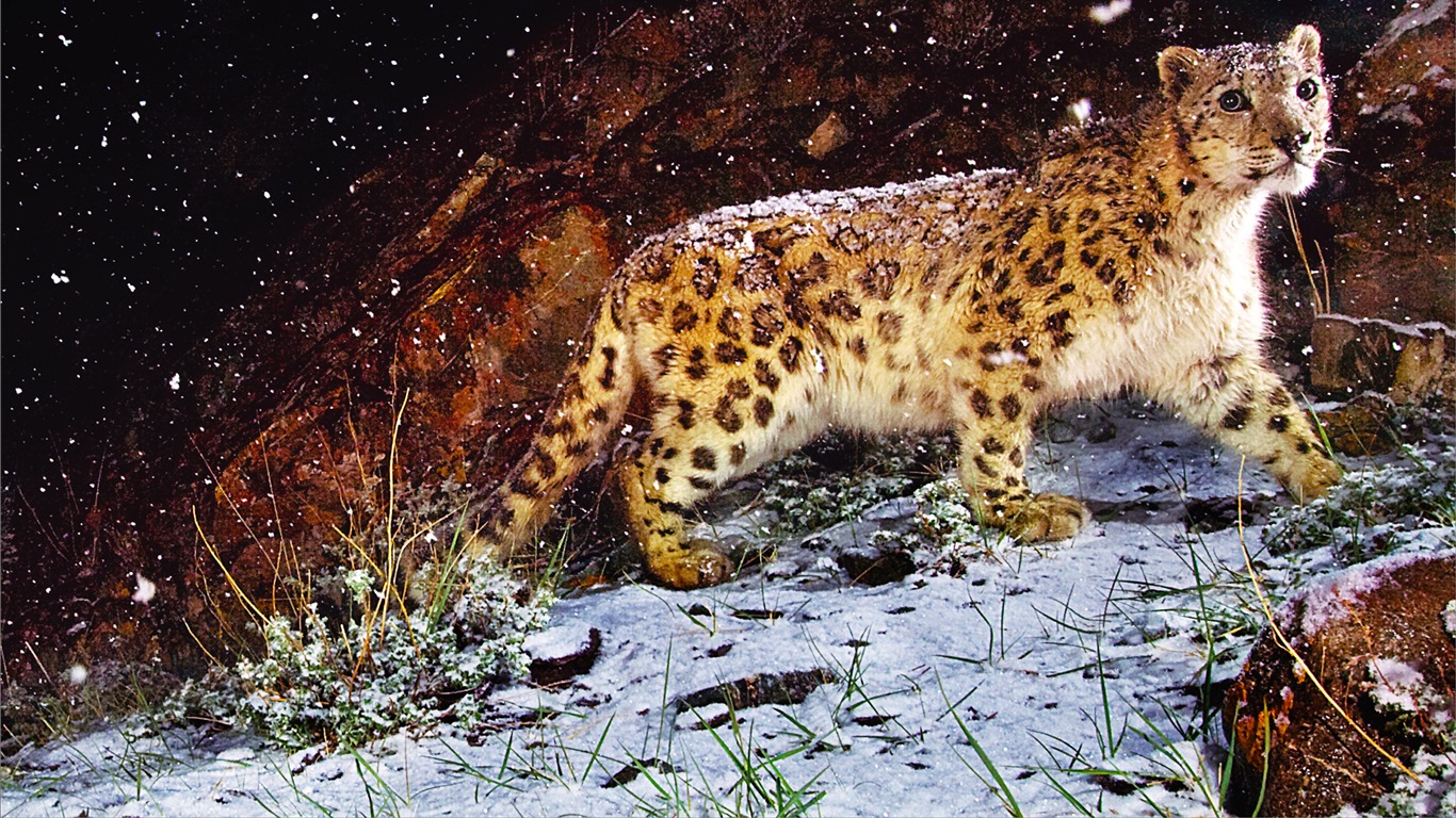 Apple Snow Leopard standardní wallpaper plné #1 - 1366x768