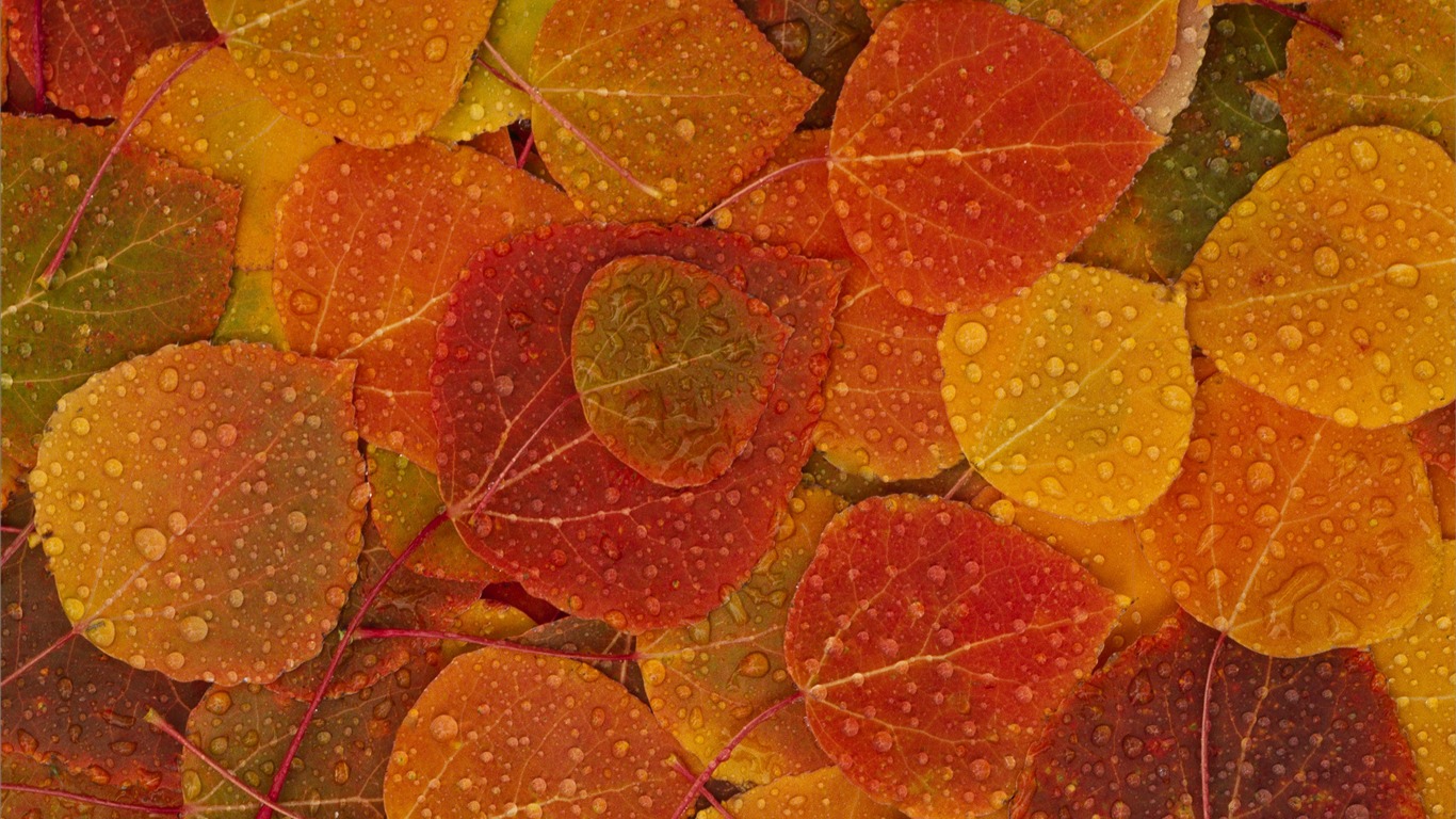 Apple雪豹全套默認壁紙 #6 - 1366x768
