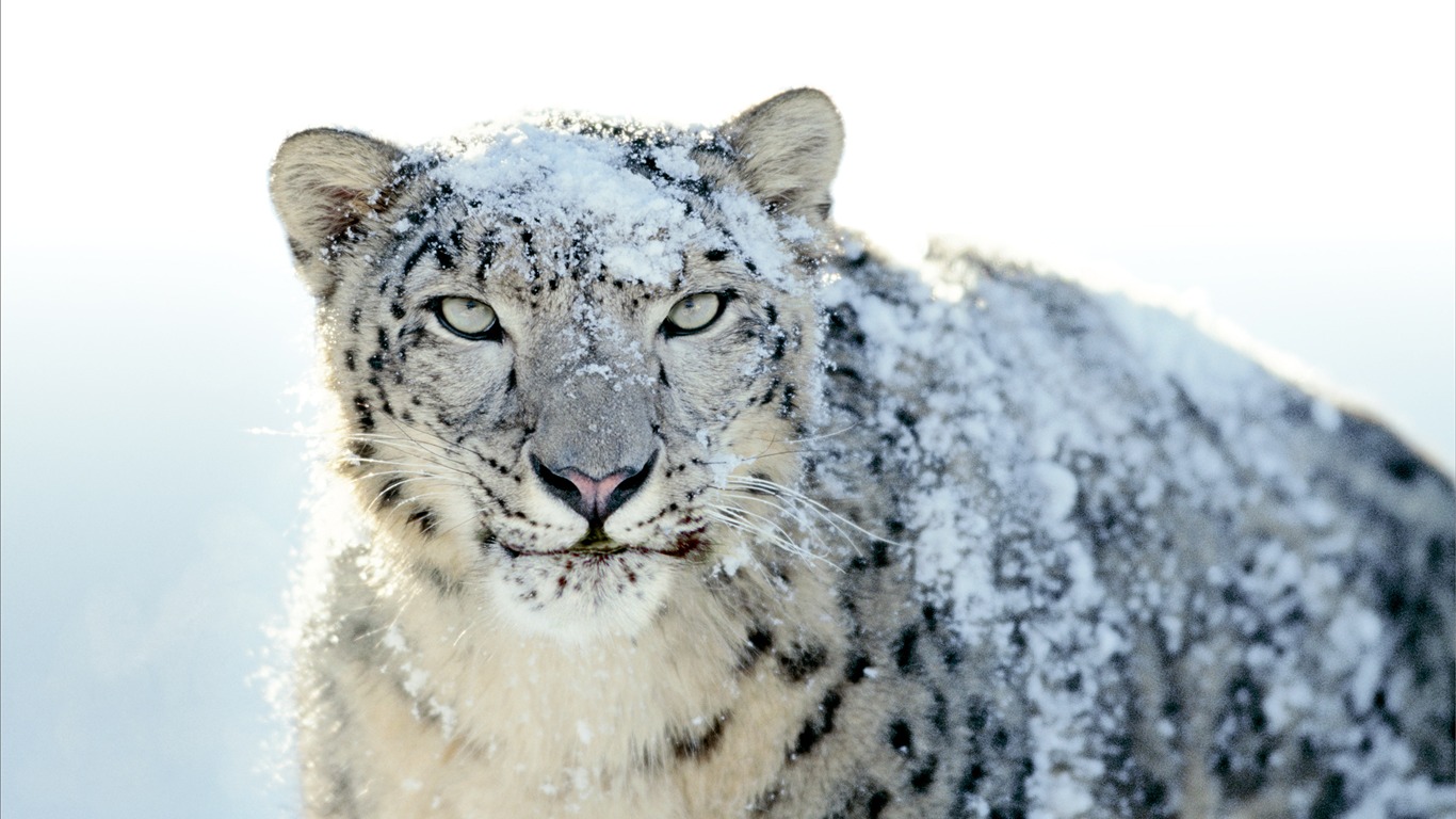 Apples Snow Leopard standardmäßig volle Tapete #21 - 1366x768