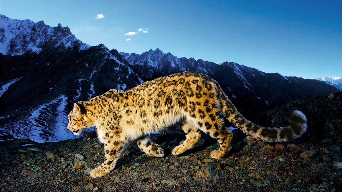 アップル社のSnow Leopardのデフォルトの壁紙フル #23 - 1366x768