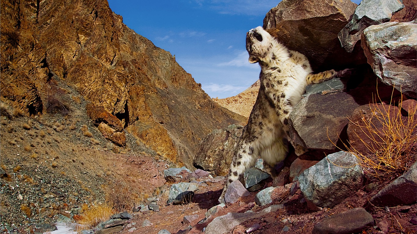 アップル社のSnow Leopardのデフォルトの壁紙フル #27 - 1366x768