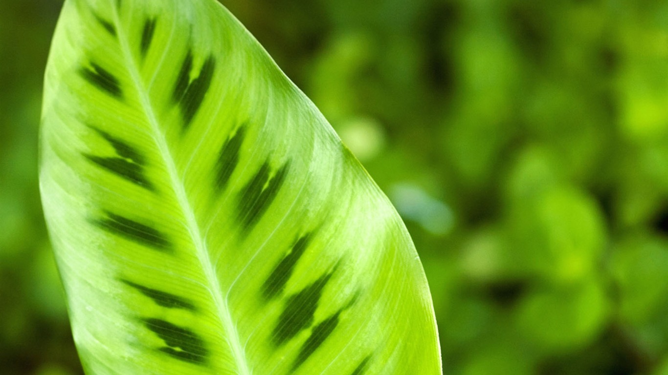 Plants Green Leaf Wallpaper #1 - 1366x768