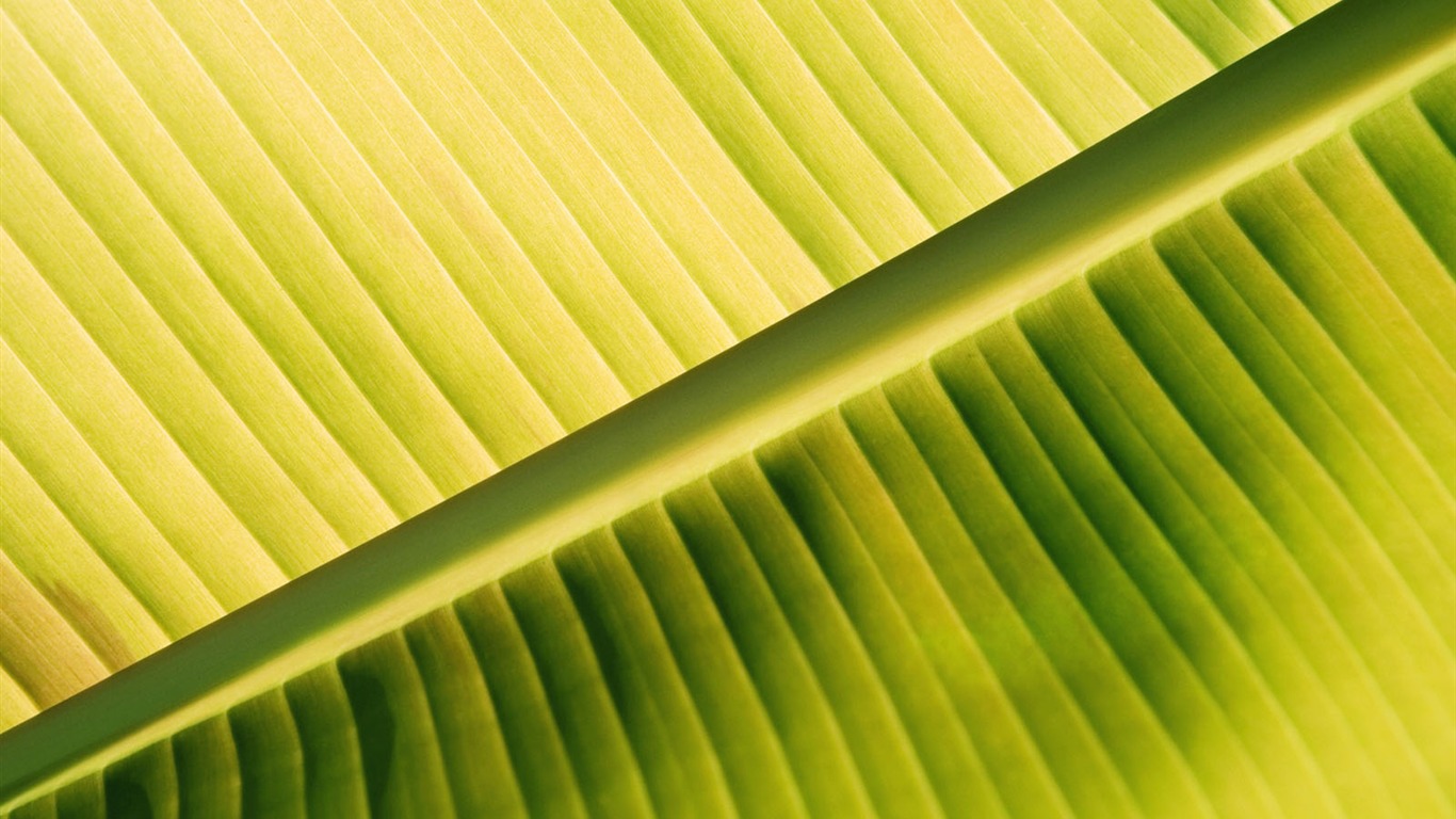 Plants Green Leaf Wallpaper #2 - 1366x768