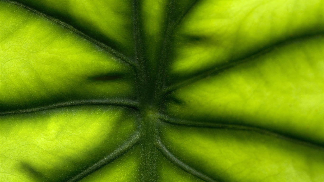 植物绿叶壁纸3 - 1366x768