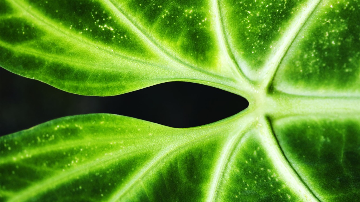 植物綠葉壁紙 #4 - 1366x768