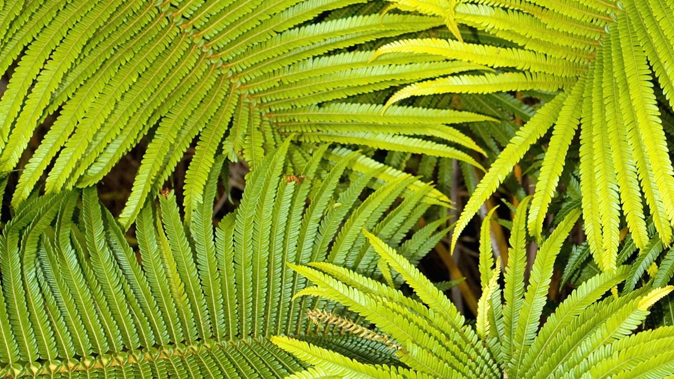 植物綠葉壁紙 #5 - 1366x768