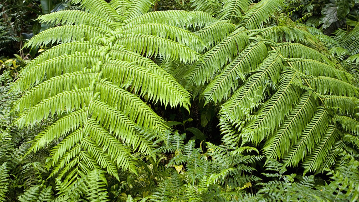 Plants Green Leaf Wallpaper #6 - 1366x768