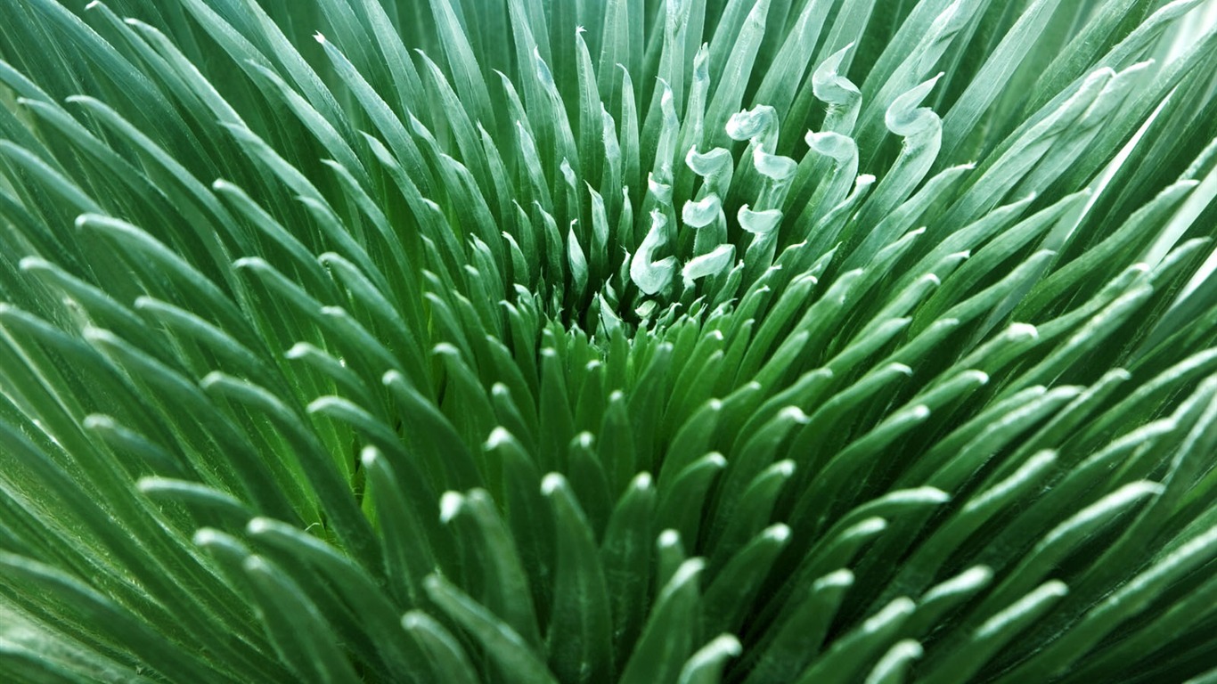 植物綠葉壁紙 #7 - 1366x768