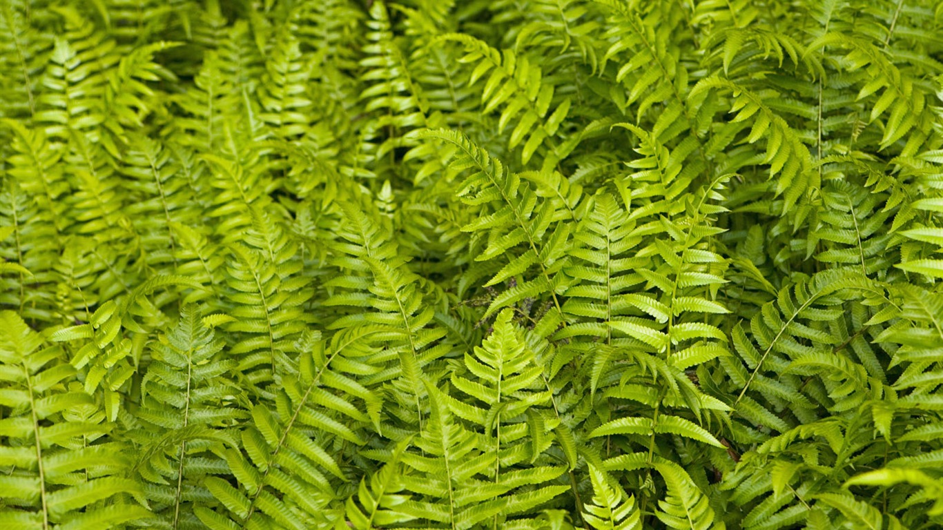 Plants Green Leaf Wallpaper #9 - 1366x768