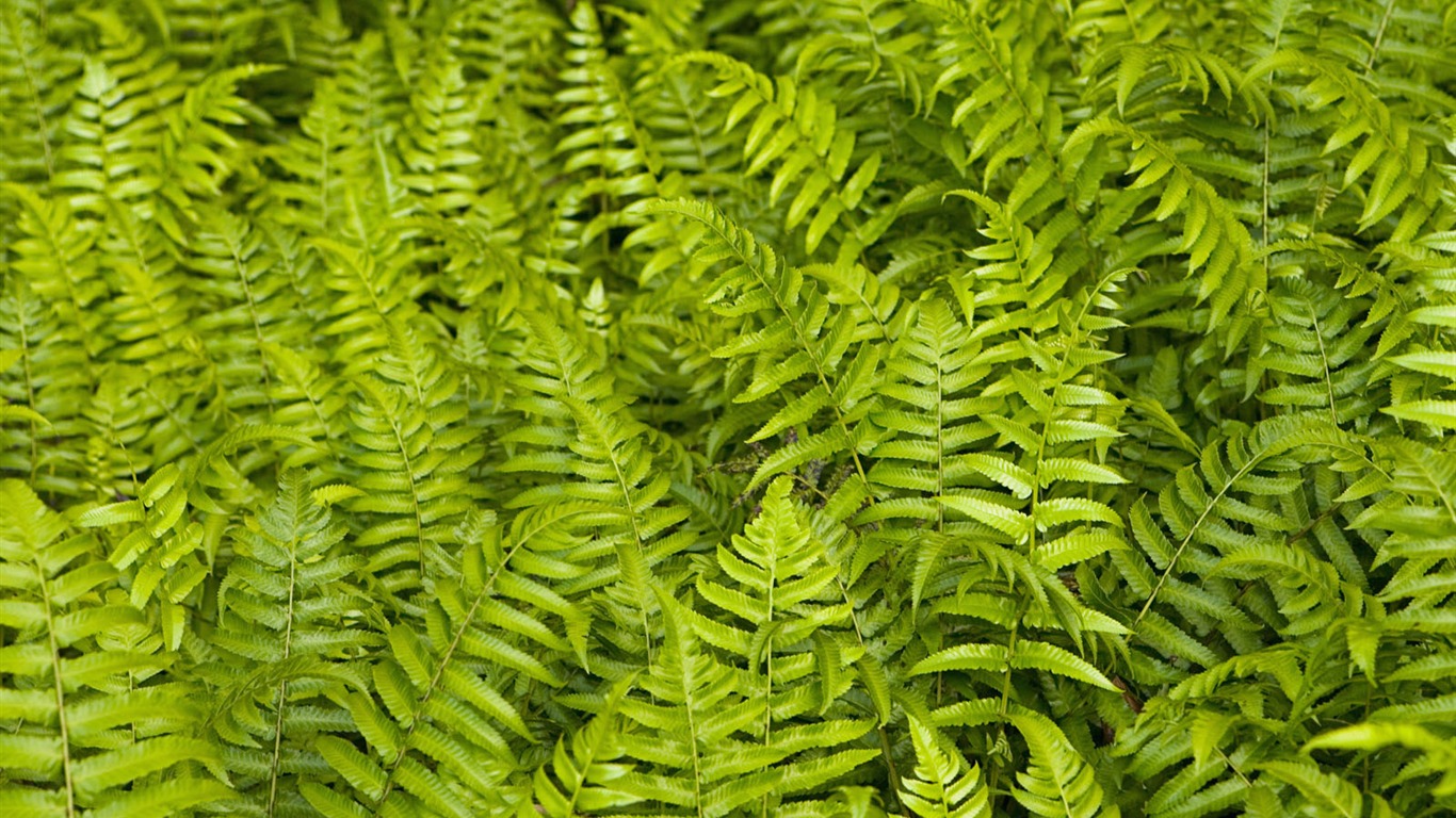 植物綠葉壁紙 #9 - 1366x768