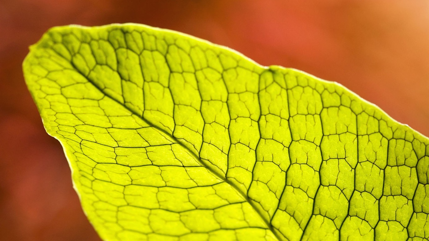 Plants Green Leaf Wallpaper #11 - 1366x768