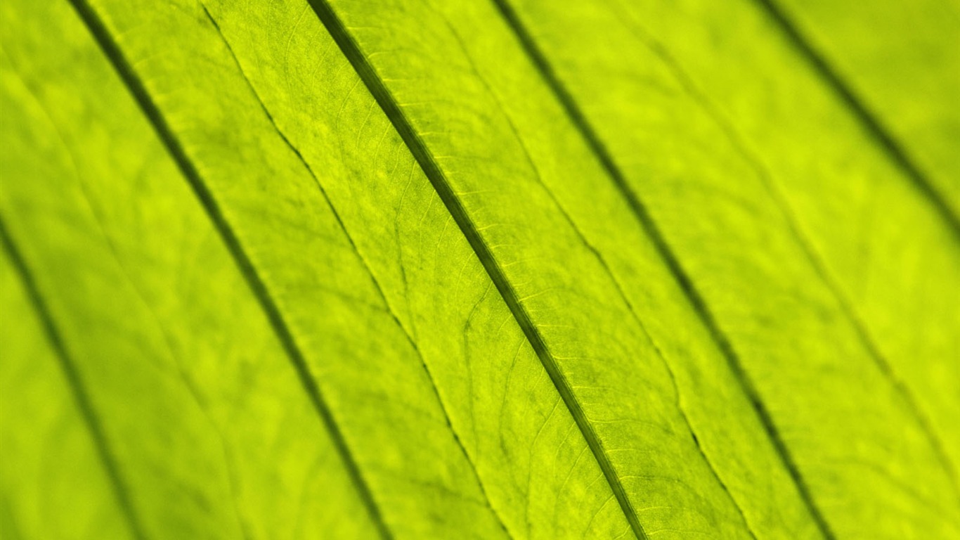 녹색 식물 잎 배경 #12 - 1366x768