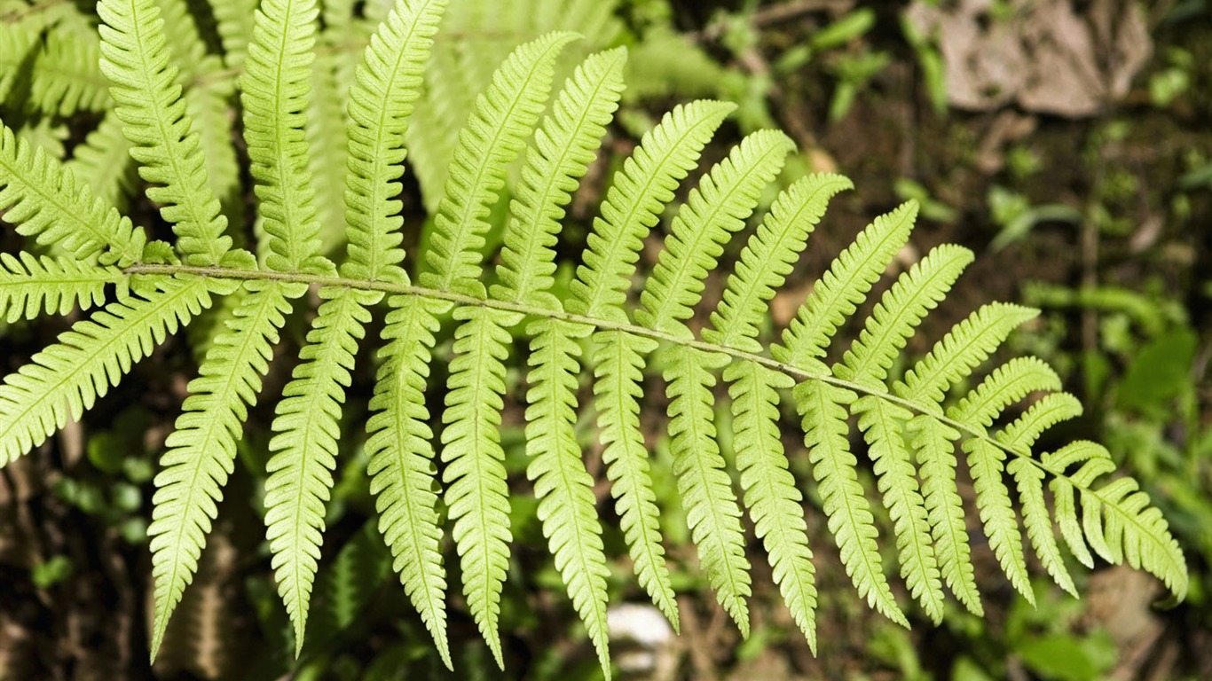 植物绿叶壁纸13 - 1366x768