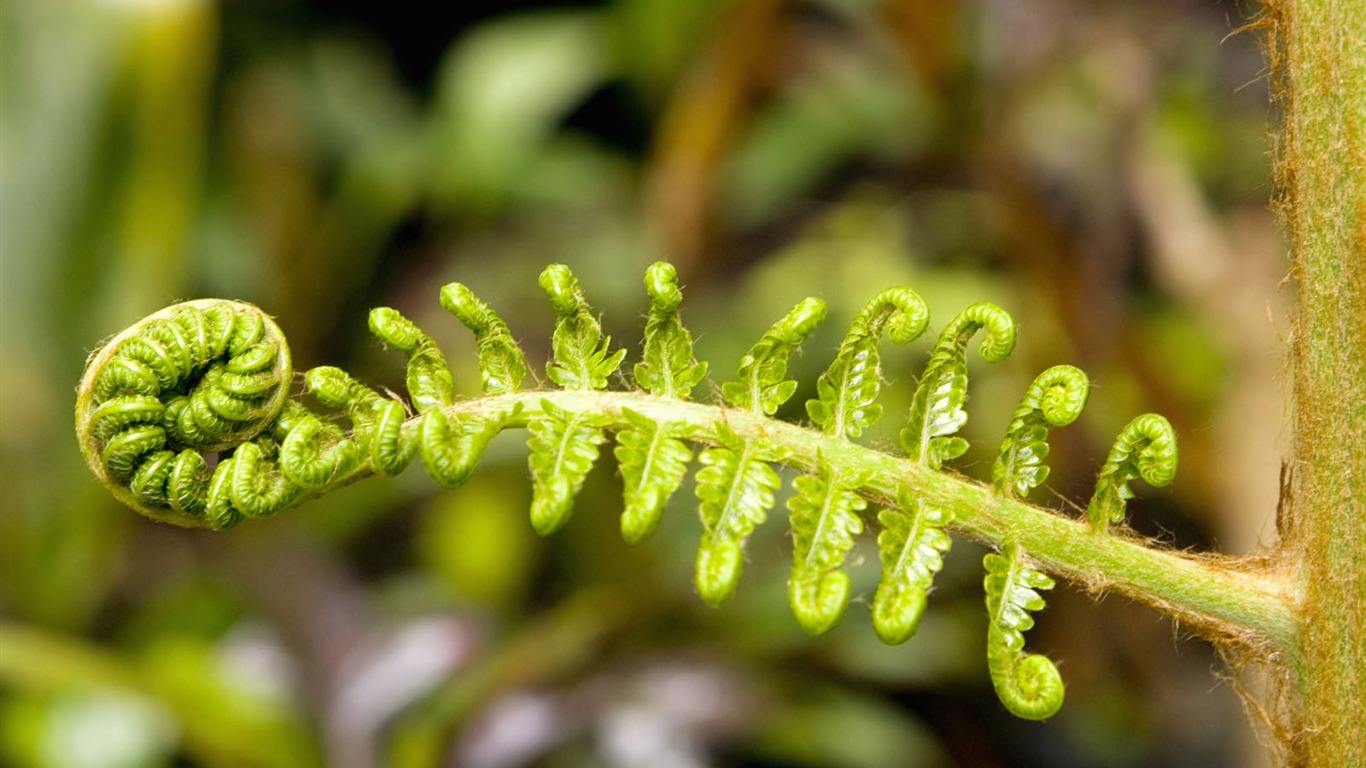 植物绿叶壁纸14 - 1366x768