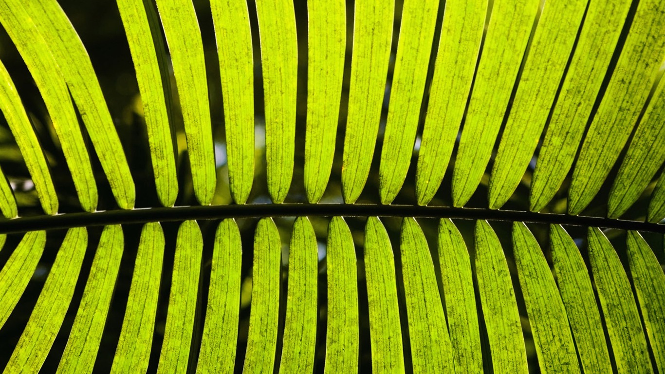 Plants Green Leaf Wallpaper #15 - 1366x768