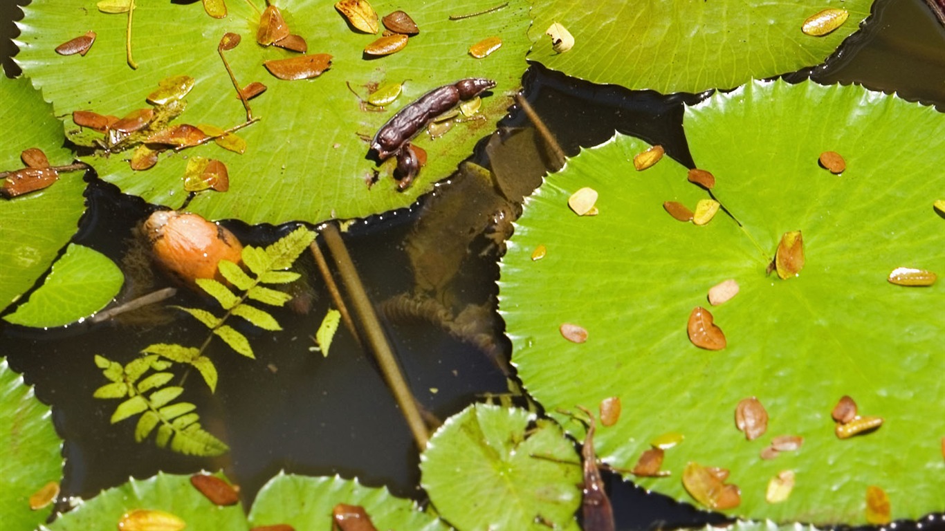 Plants Green Leaf Wallpaper #16 - 1366x768