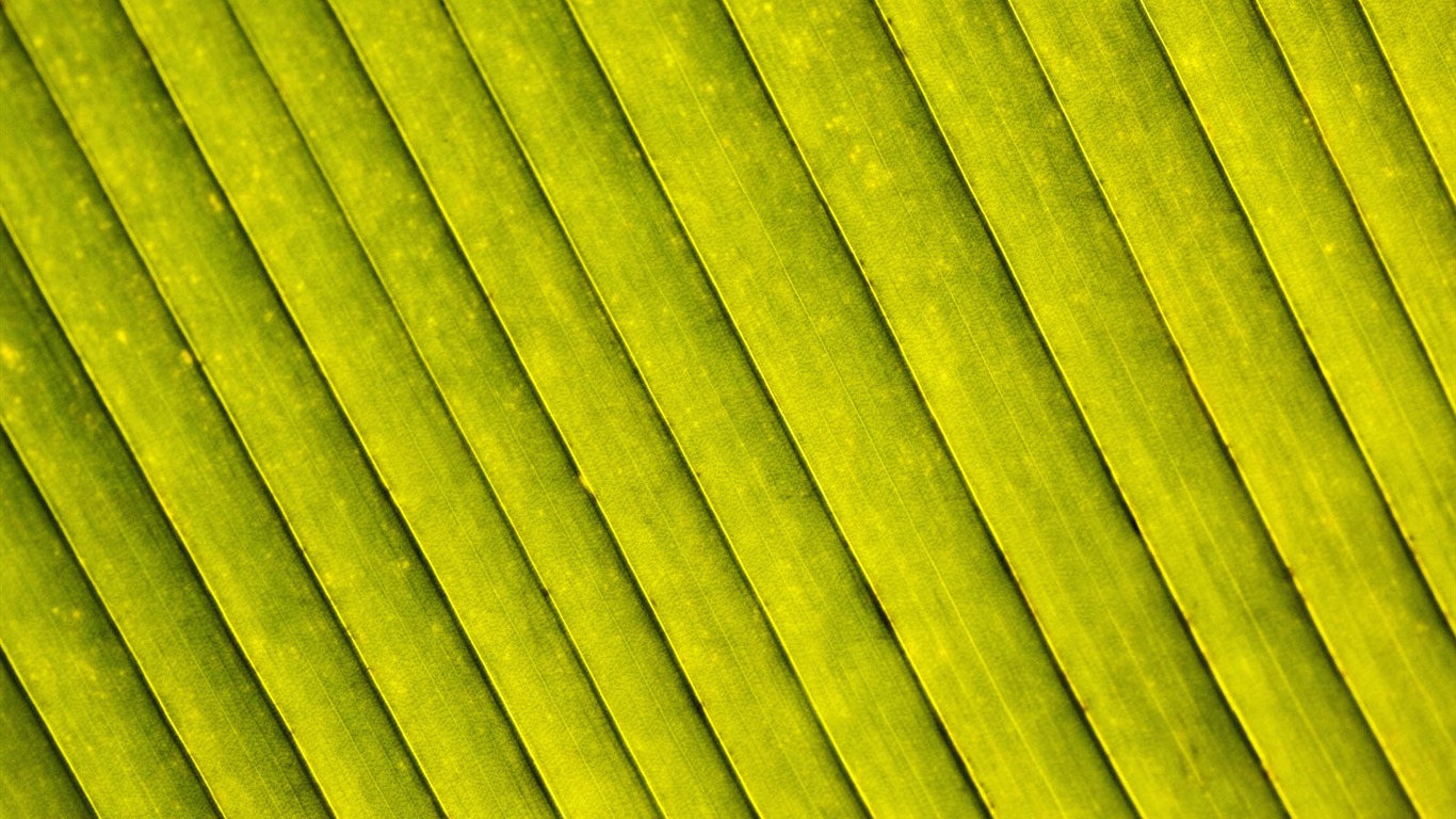 Plants Green Leaf Wallpaper #17 - 1366x768