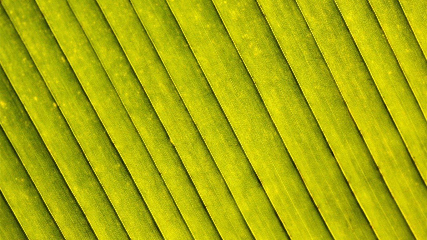 植物綠葉壁紙 #17 - 1366x768