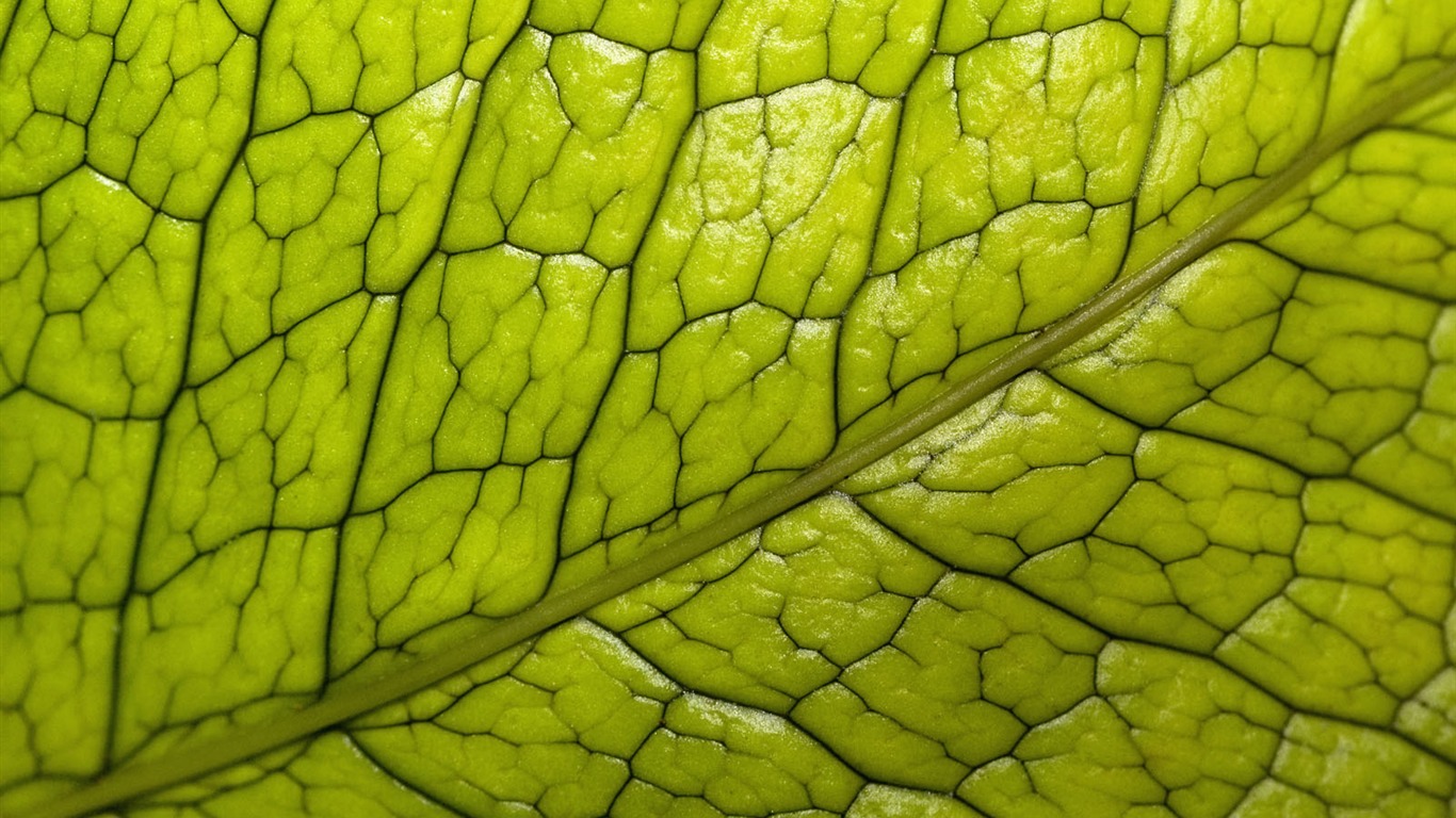 Plants Green Leaf Wallpaper #20 - 1366x768