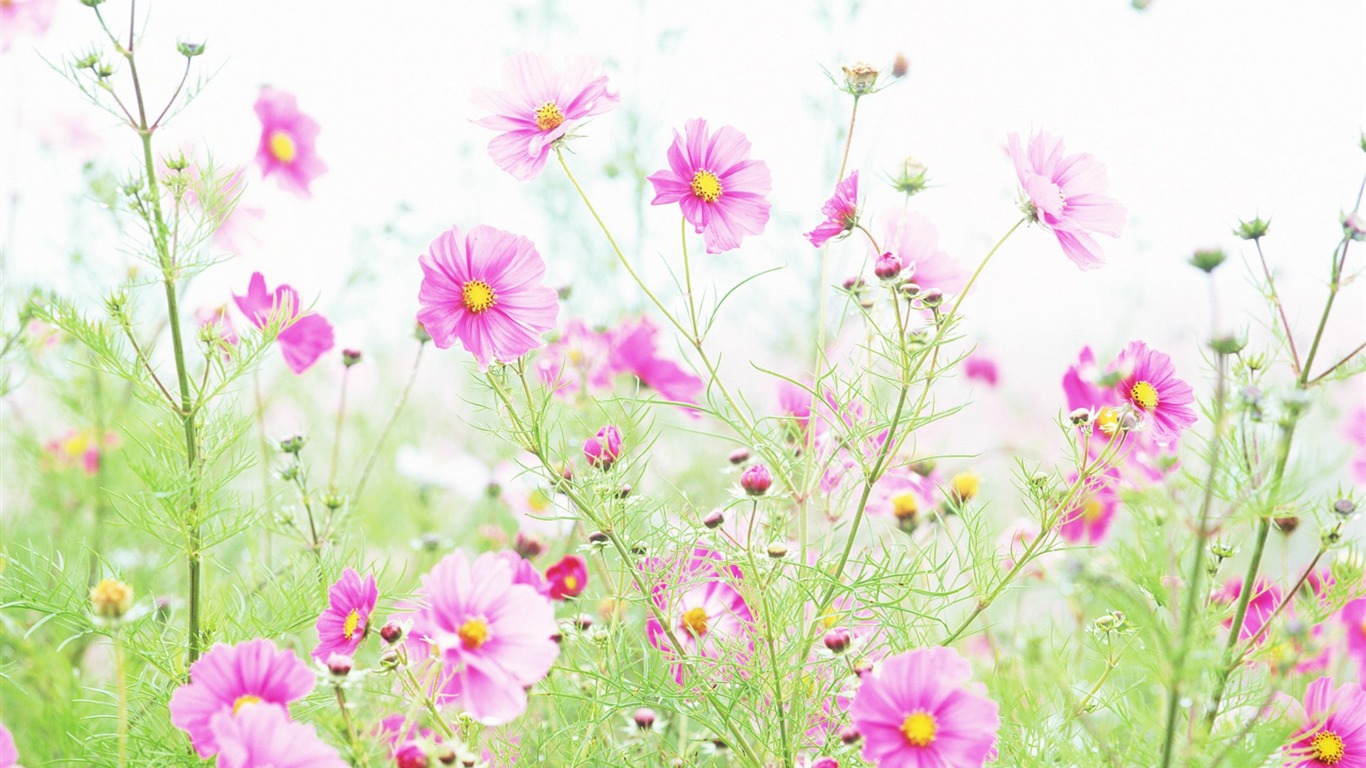 Fresh style Flowers Wallpapers #3 - 1366x768