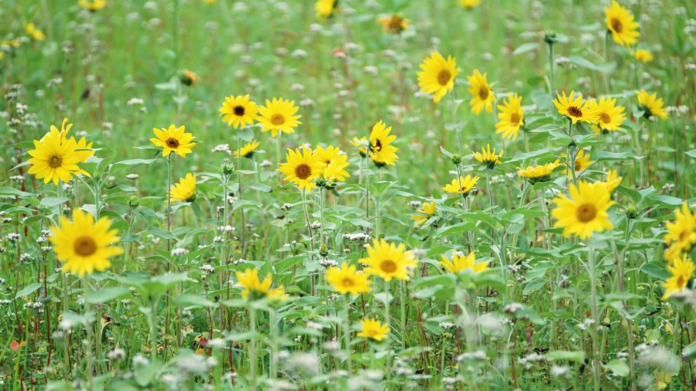 Frais d'écran Fleurs de style #9 - 1366x768