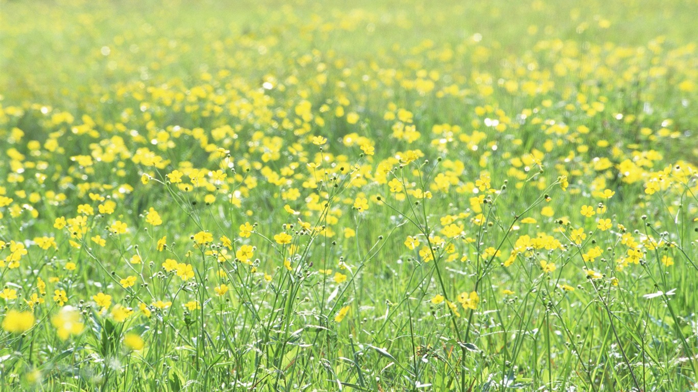 Frais d'écran Fleurs de style #11 - 1366x768