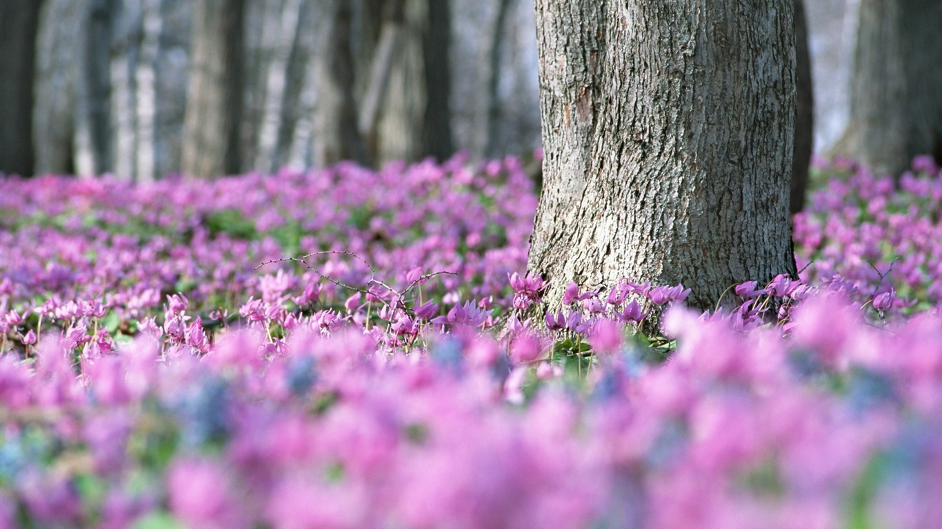 Frais d'écran Fleurs de style #14 - 1366x768