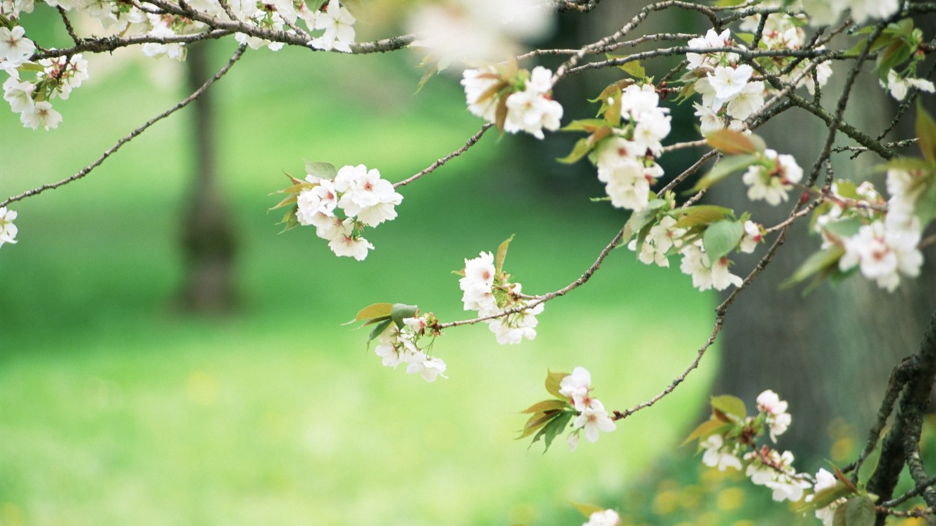 フレッシュスタイルの花の壁紙 #17 - 1366x768