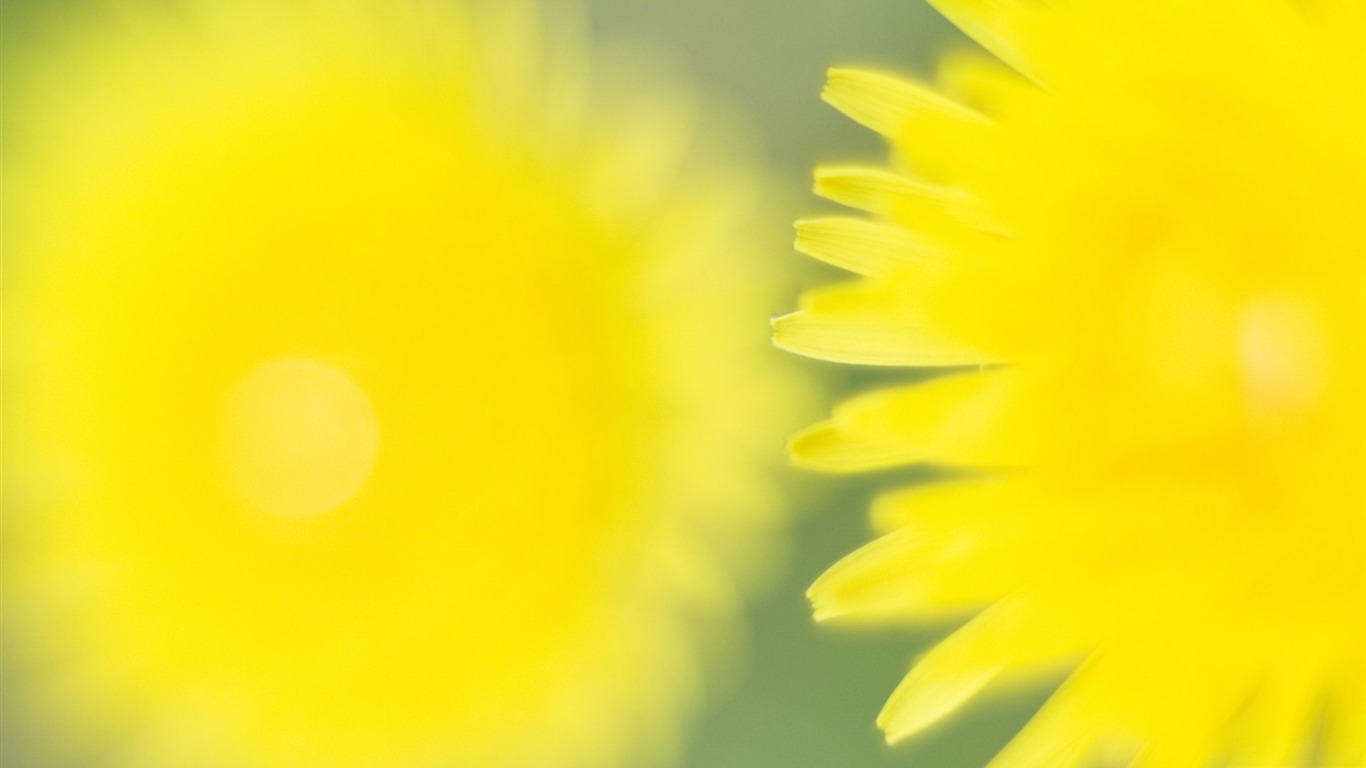 清新風格花卉攝影壁紙 #18 - 1366x768