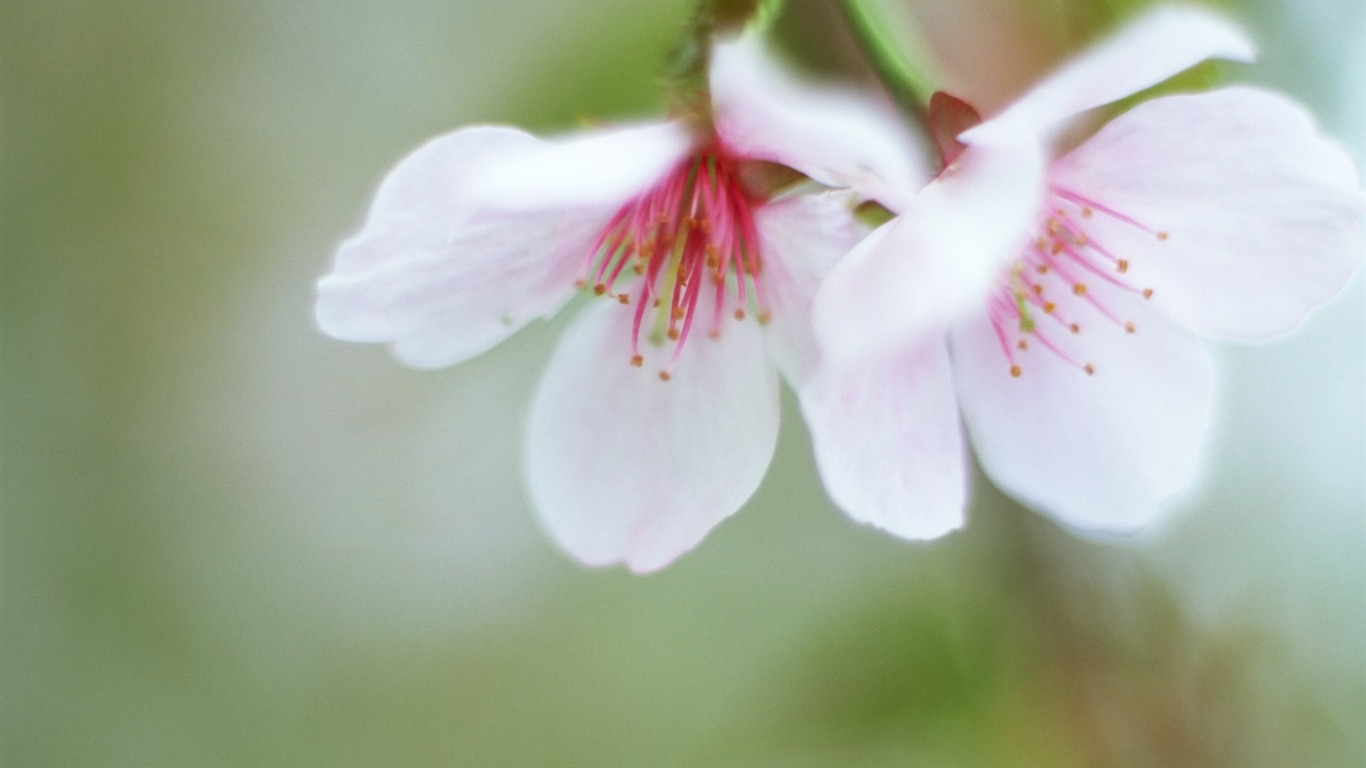 フレッシュスタイルの花の壁紙 #19 - 1366x768