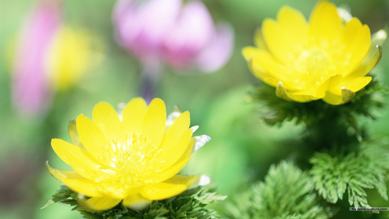 Frais d'écran Fleurs de style #21 - 1366x768