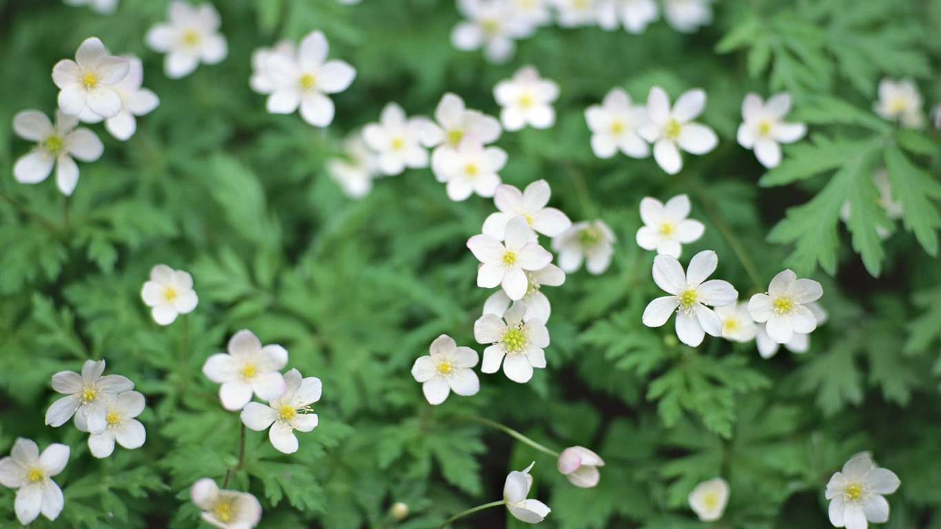 Frais d'écran Fleurs de style #22 - 1366x768