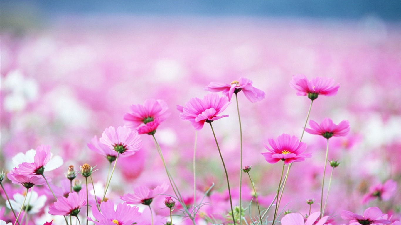 Fresh style Flowers Wallpapers #23 - 1366x768