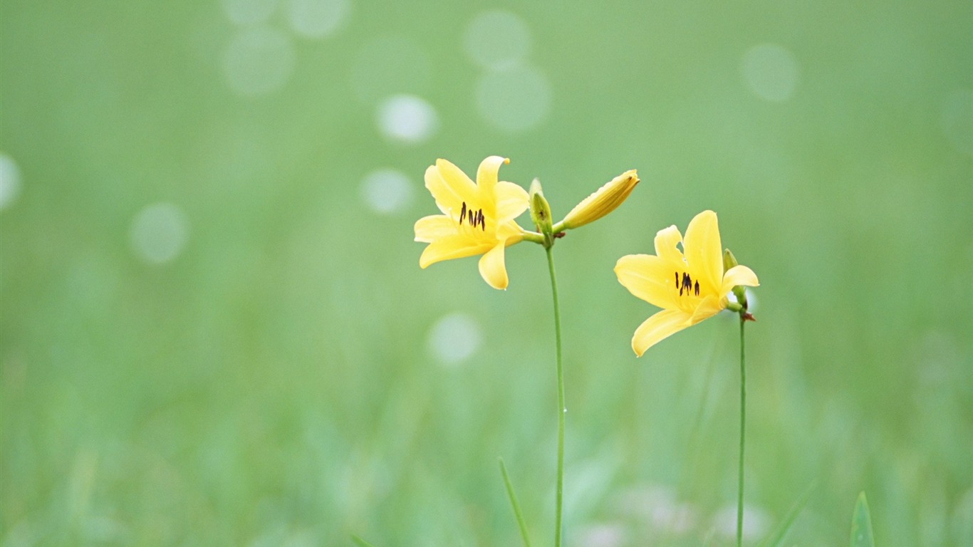 Frais d'écran Fleurs de style #24 - 1366x768