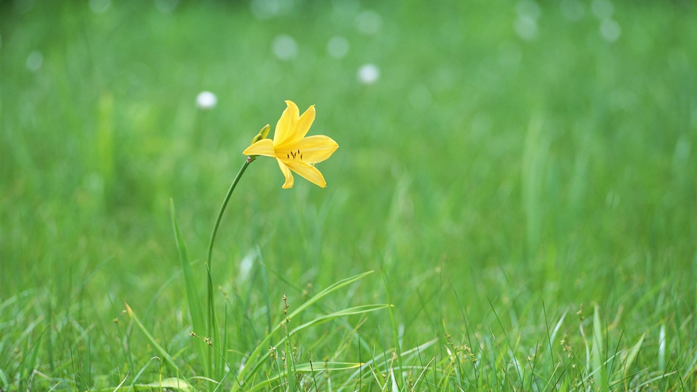 Frais d'écran Fleurs de style #25 - 1366x768