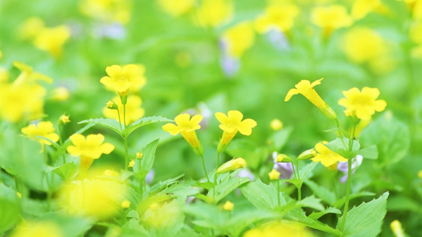 清新風格花卉攝影壁紙 #27 - 1366x768