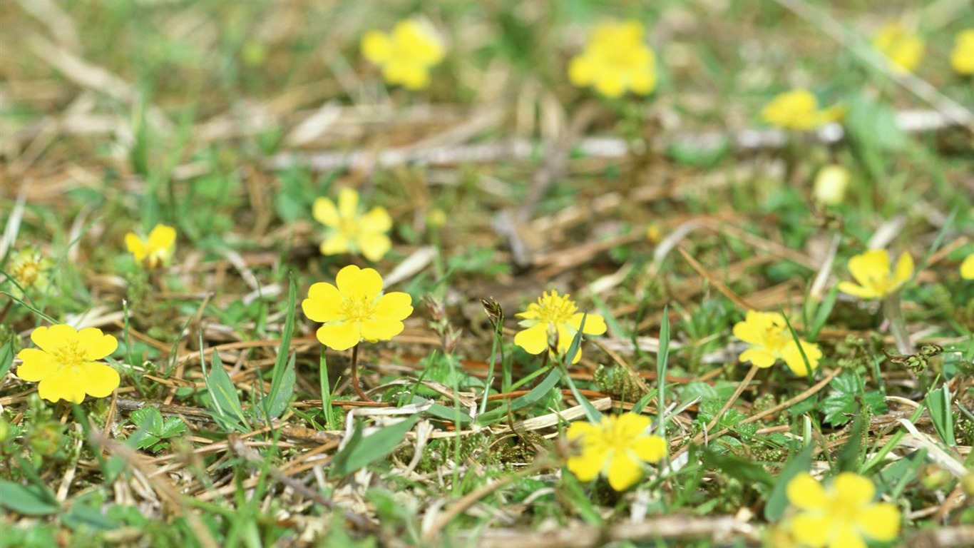 清新風格花卉攝影壁紙 #28 - 1366x768