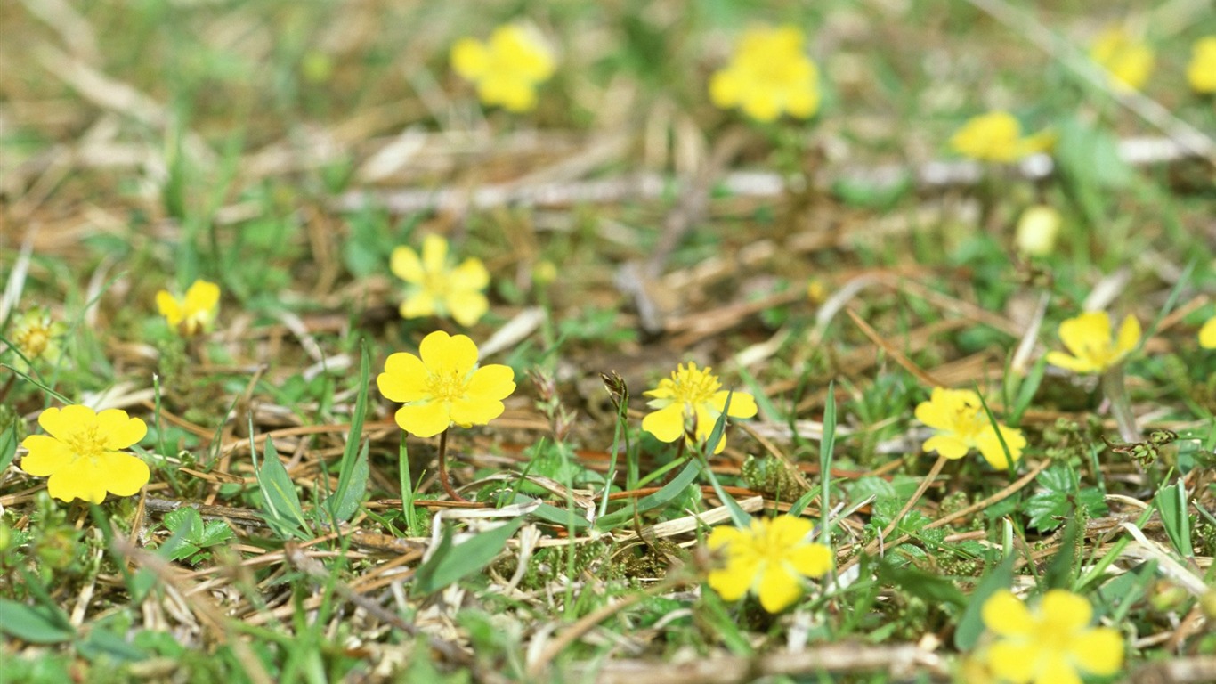 Frais d'écran Fleurs de style #28 - 1366x768