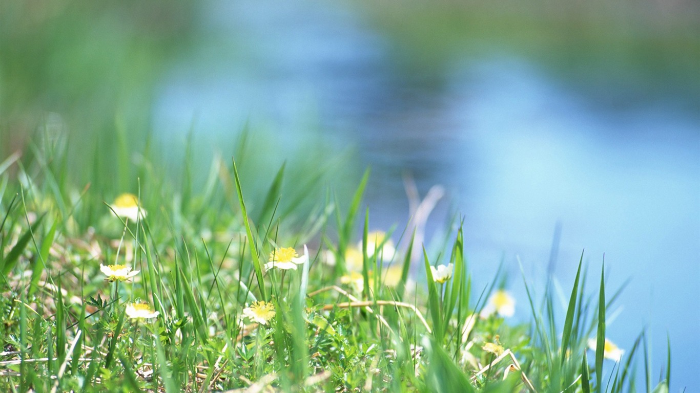 Frais d'écran Fleurs de style #29 - 1366x768