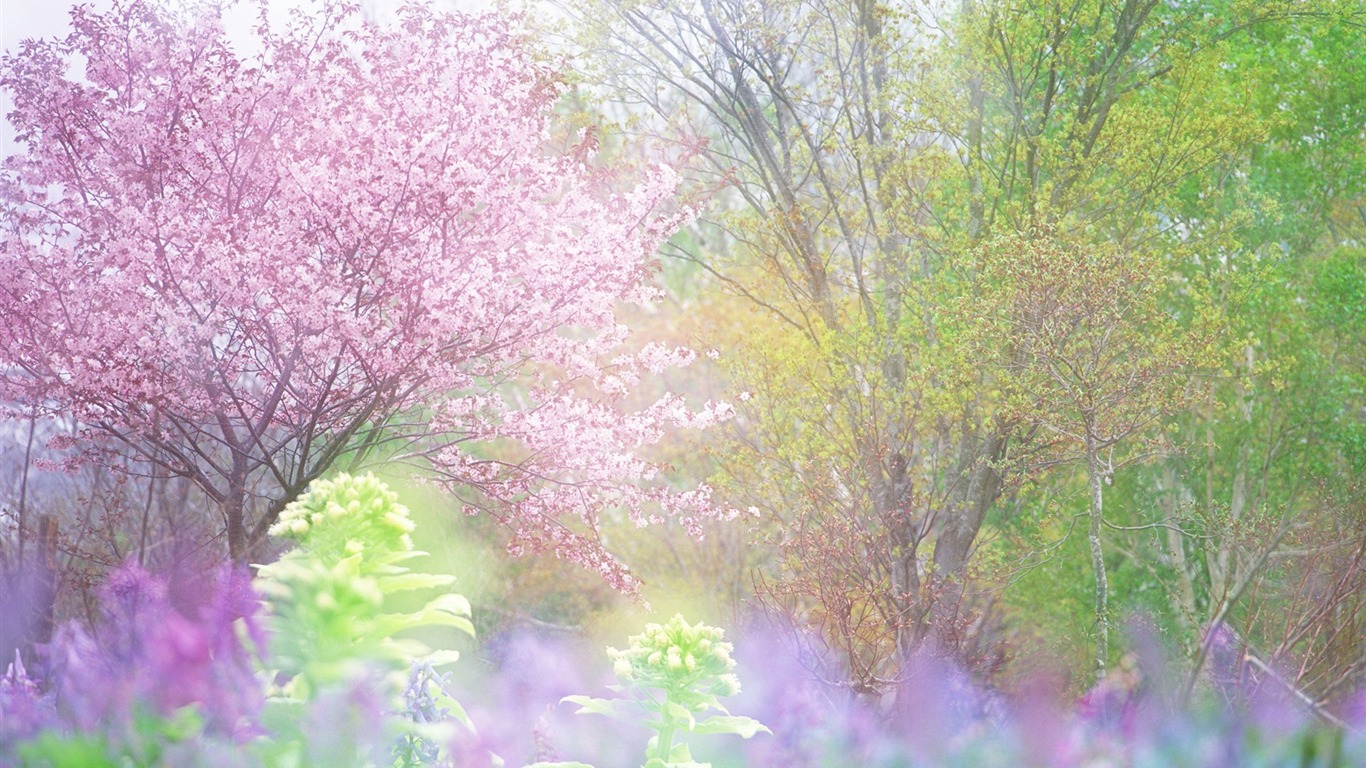 清新風格花卉攝影壁紙 #30 - 1366x768