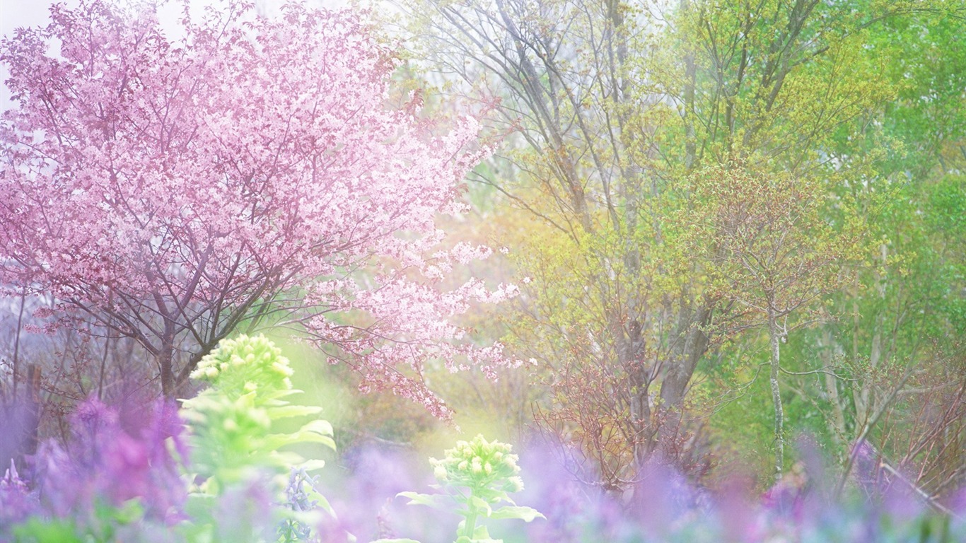 フレッシュスタイルの花の壁紙 #30 - 1366x768