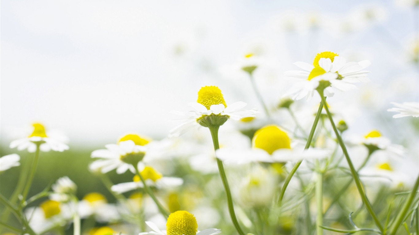 Frais d'écran Fleurs de style #32 - 1366x768