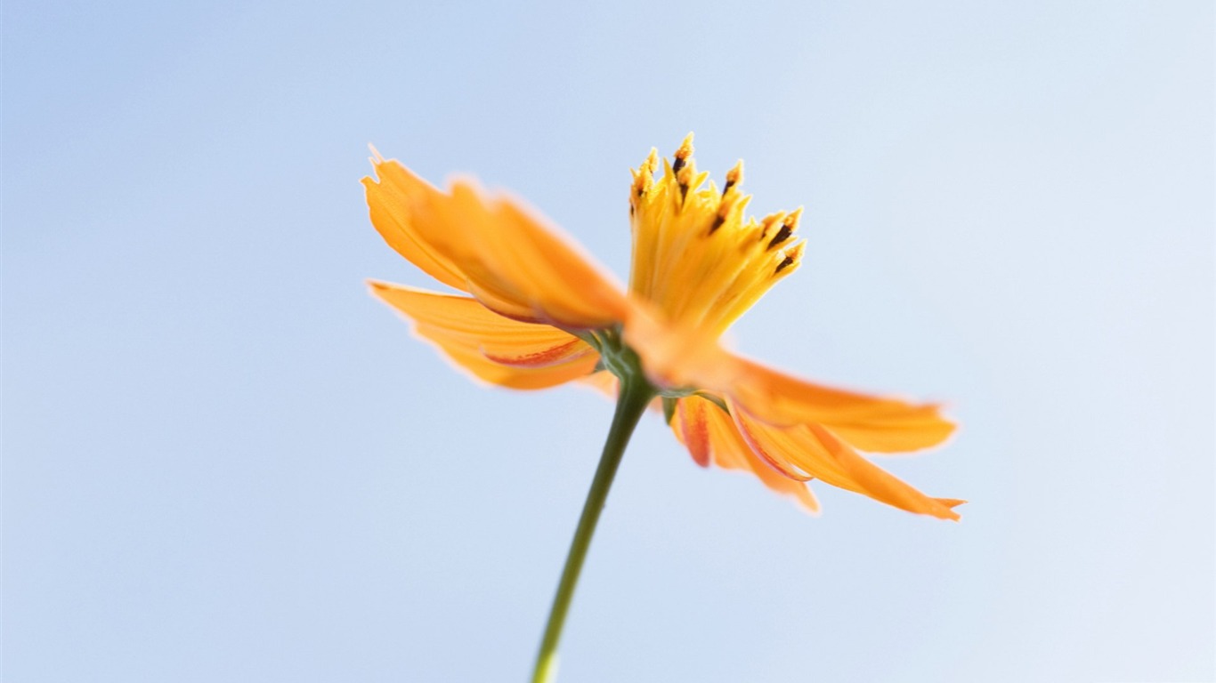 清新風格花卉攝影壁紙 #33 - 1366x768