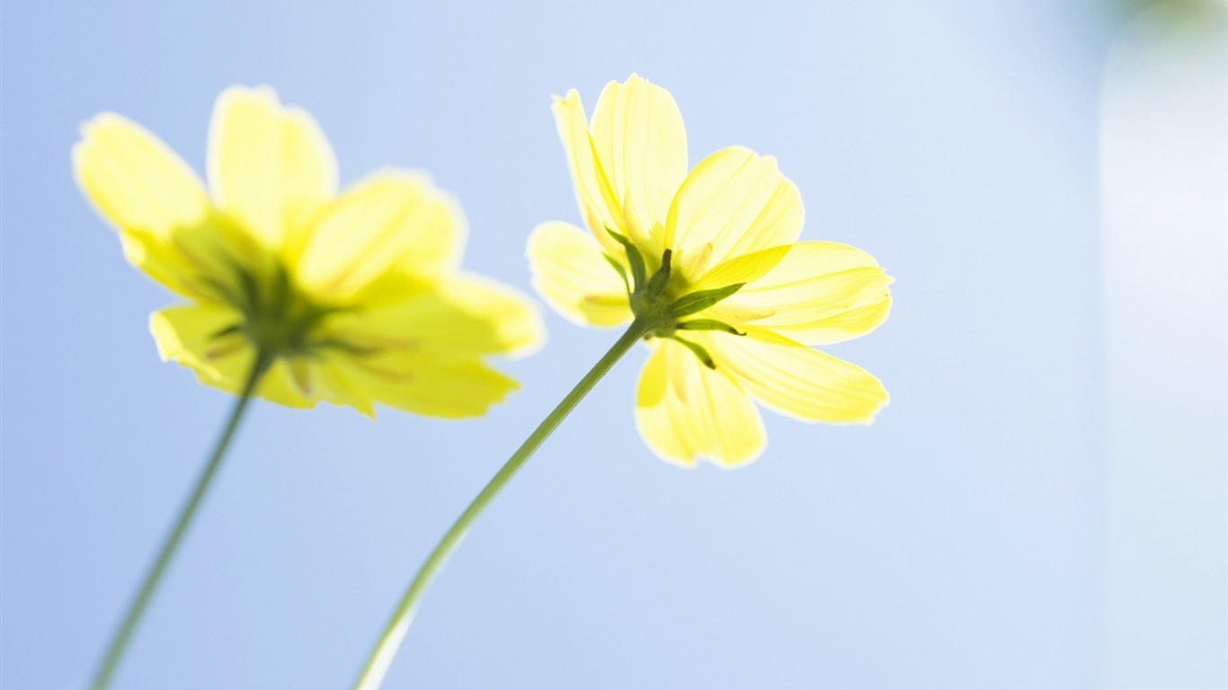 Frais d'écran Fleurs de style #34 - 1366x768