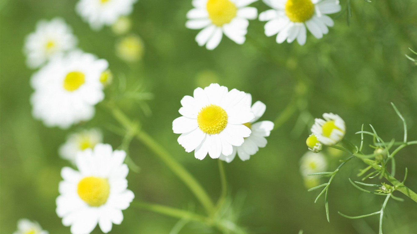 清新風格花卉攝影壁紙 #35 - 1366x768