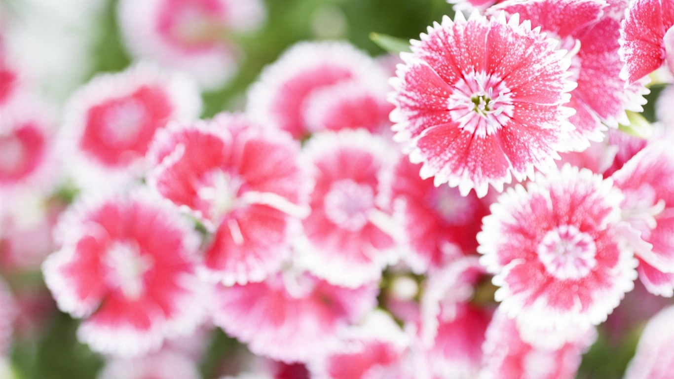 Fresh style Flowers Wallpapers #36 - 1366x768
