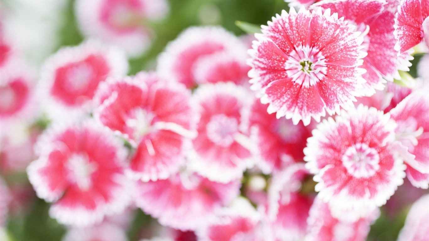 清新風格花卉攝影壁紙 #36 - 1366x768