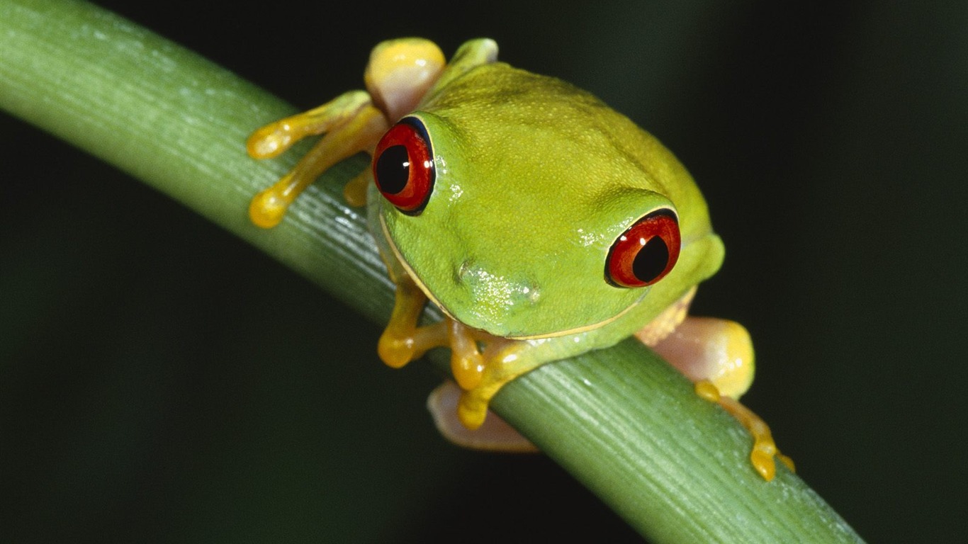 Webshots動物壁紙(二) #3 - 1366x768